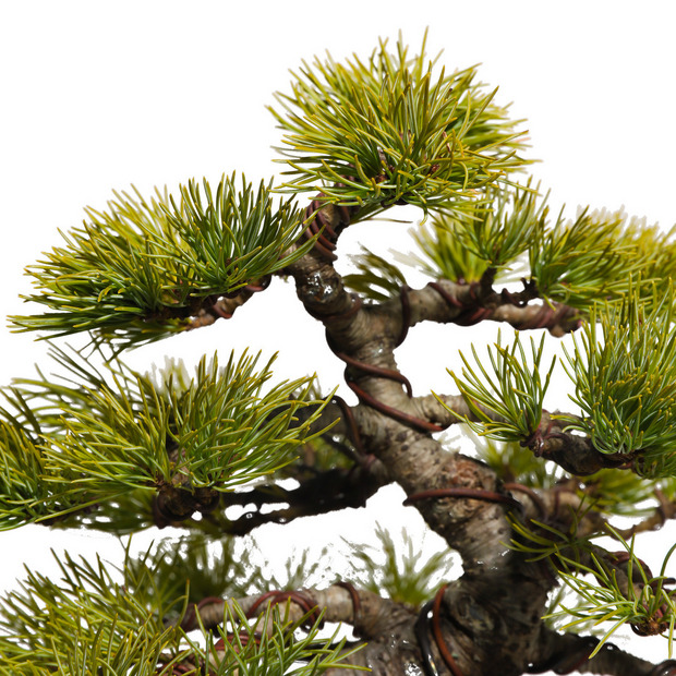 五葉松　-Japanese white pine-　（推定樹齢35年）